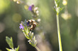 © Wavebreak Media - Close up of bee collecting pollen from lavender in sunny garden