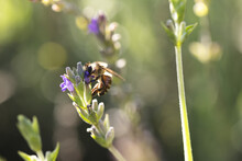 Close Up Of Bee Collecting Pollen From Lavender In Sunny Garden