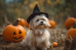 © Firn - Dog dresses up with Halloween costume witch hat with pumpkin.