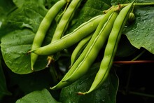 Green Beans Growing In A Garden In Summer. Generative AI