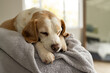 © Wavebreak Media - Close up of pet dog lying on bed at home