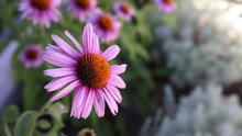 Purple And Orange Wild Flower Sways In The Wind - Shallow Depth Of Field