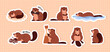 Set of stickers with cute beavers flat style, vector illustration