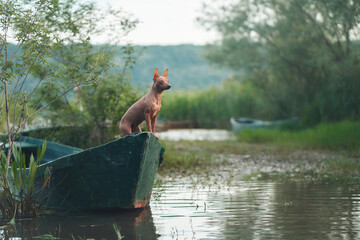 Wall Mural - dog on the boat. Little pet adventure. American Hairless Terrier travels in nature