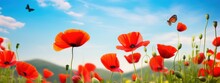 Beautiful Red Poppy Flowers And Monarch Butterfly In Spring Summer In Nature Outdoors On Sunny Day Against Blue Sky, Close-up, Wide Format. Blooming Poppies In Wild.