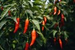 Red chili pepper agriculture harvesting. Generative AI