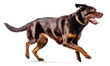 beauceron dog running on isolated background, generative ai