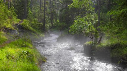 Fototapete - River with crystal clear water in the forest. Sun rays break through tree branches. Sunny morning in magical summer forest