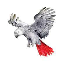  African Grey Parrot Watercolor Paint 