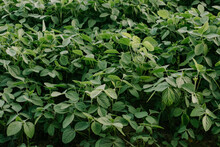 Soybean Field. Green Plants General Plan Nature Agriculture. Organic Farming. Soy Vegetable Healthy Food Agriculture. Agriculture Plantation Business Farm Sunlight Concept