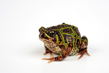 Sticker - Moquard's Burrowing Frog // Madagaskar Engmaulfrosch (Scaphiophryne calcarata)