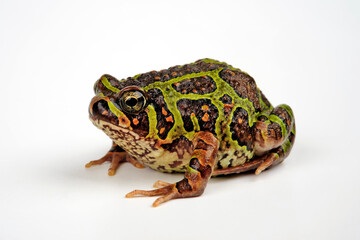 Sticker - Moquard's Burrowing Frog // Madagaskar Engmaulfrosch (Scaphiophryne calcarata)