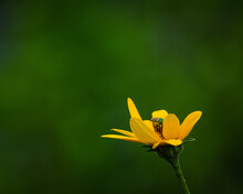 Sweat Bee On A Yellow Daisy