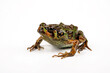 Madagascar Rain Frog // Madagaskar-Engmaulfrosch (Scaphiophryne madagascariensis)