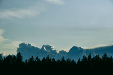 Wall Mural - Silhouette pine forest against background clouds.