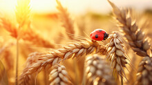 Golden Ripe Ears Of Wheat And Ladybug