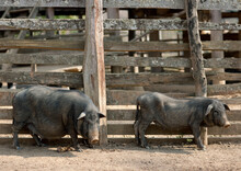 Pigs In Bor Kai Village Of Thelahu Tribe, Thailand