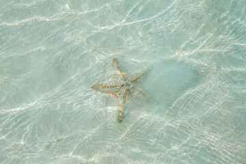 Wall Mural - Closeup of starfish on beach
