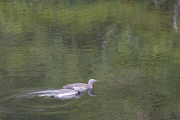 Wall Mural - The red-throated loon (North America) or red-throated diver (Britain and Ireland) (Gavia stellata) is a migratory aquatic bird found in the northern hemisphere. Nordland county