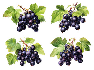 Watercolor black currant isolated on transparent background. Generative AI