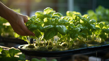 Farmers Hands With Freshly Harvested Vegetables, Organic Vegetables On Hydroponic Vegetable Farm, Modern Hydroponics System. Sustainable Agriculture For Fresh And Healthy Greens. Generative Ai