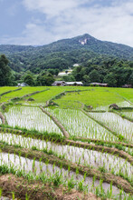 Rice Field Terraces In Doi Inthanon, Ban Mae Klang Luang Chiangmai Thailand