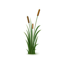 Realistic Reed, Sedge And Grass. Isolated 3d Vector Tall, Perennial Plant With Long, Narrow Leaves And Feathery Seed Heads That Grows In Wetlands And Along Shorelines