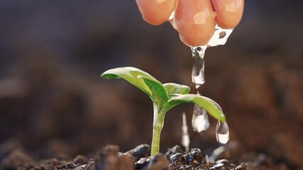 Wall Mural - Agriculture. hand water one green sprout in the soil field water drops irrigation. agriculture concept. hand business watering sprout rain water drops irrigation concept. green sprout in the soil