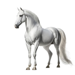 white horse isolated on white