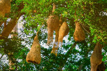 Selective Focus On Baya Weaver Bird Nest Made Of Hay, Hanging On Three