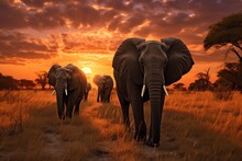 Elephants At Sunset In Chobe National Park, Botswana, Africa, A Herd Of Elephants Walking Across A Dry Grass Field At Sunset With The Sun In The Background, AI Generated