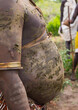 © Eric Lafforgue - Bodi tribe fat man with cow dungs on his belly during Kael ceremony, Omo valley, Hana Mursi, Ethiopia