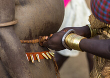 Woman Putting A Belt To A Bodi Tribe Fat Man During Kael Ceremony, Omo Valley, Hana Mursi, Ethiopia
