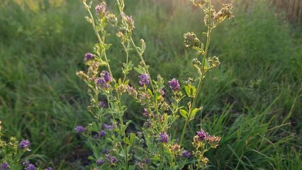 Wall Mural - Stem of blooming alfalfa on a field at sunset backlit