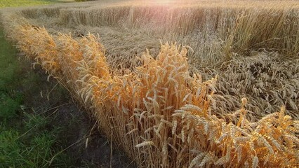 Wall Mural - Field of ripe wheat with lodged wheat at sunset backlit