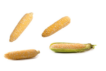 Yellow corn isolated on white background. Copyspace.