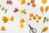 Autumn herbarium flat lay with sticking leaves on paper cards. Top view background with pressed colorful dry leaves from diffrent trees, creative hobby, craft handmade diy with natural materials