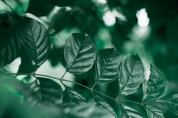 Abstract blur nature view of dark green leaf texture on blurry background with copy space using as background and ecology concept