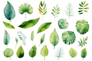 Wall Mural - Rainforest clip art watercolor illustration