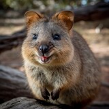 Fototapeta Zwierzęta - Quokka This small marsupial is found only in West. Generated AI