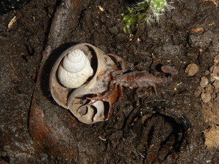 crab on the beach