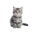 cute young energetic kitten on transparent background
