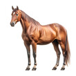 horse on transparent background 3/4 view