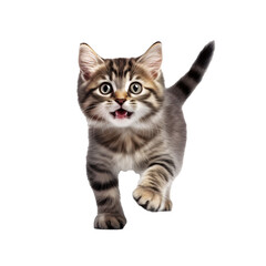 Naklejka na meble cute young energetic kitten on transparent background