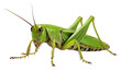 Grasshopper Isolated on Transparent Background
