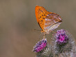 Seitliche Nahaufnahme von einem Schmetterling ( Kaisermantel- Argynnis paphia) der auf Distelblüten sitzt.