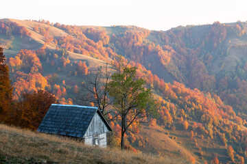 Wall Mural - highland meadow with wooden cabin and red beech trees wich covered autumn mountains. landscape photo