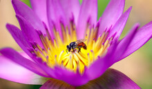 Close Up Purple Lobe And Yellow Pollen, Contrast Color Of Lotus Flower Blooming, Water Lilies, Aquatic Plant With Bees Or Insects Inside.