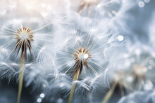 Macro Dandelion Seed Background