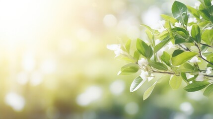 Wall Mural - Beautiful natural spring summer defocused panoramic background